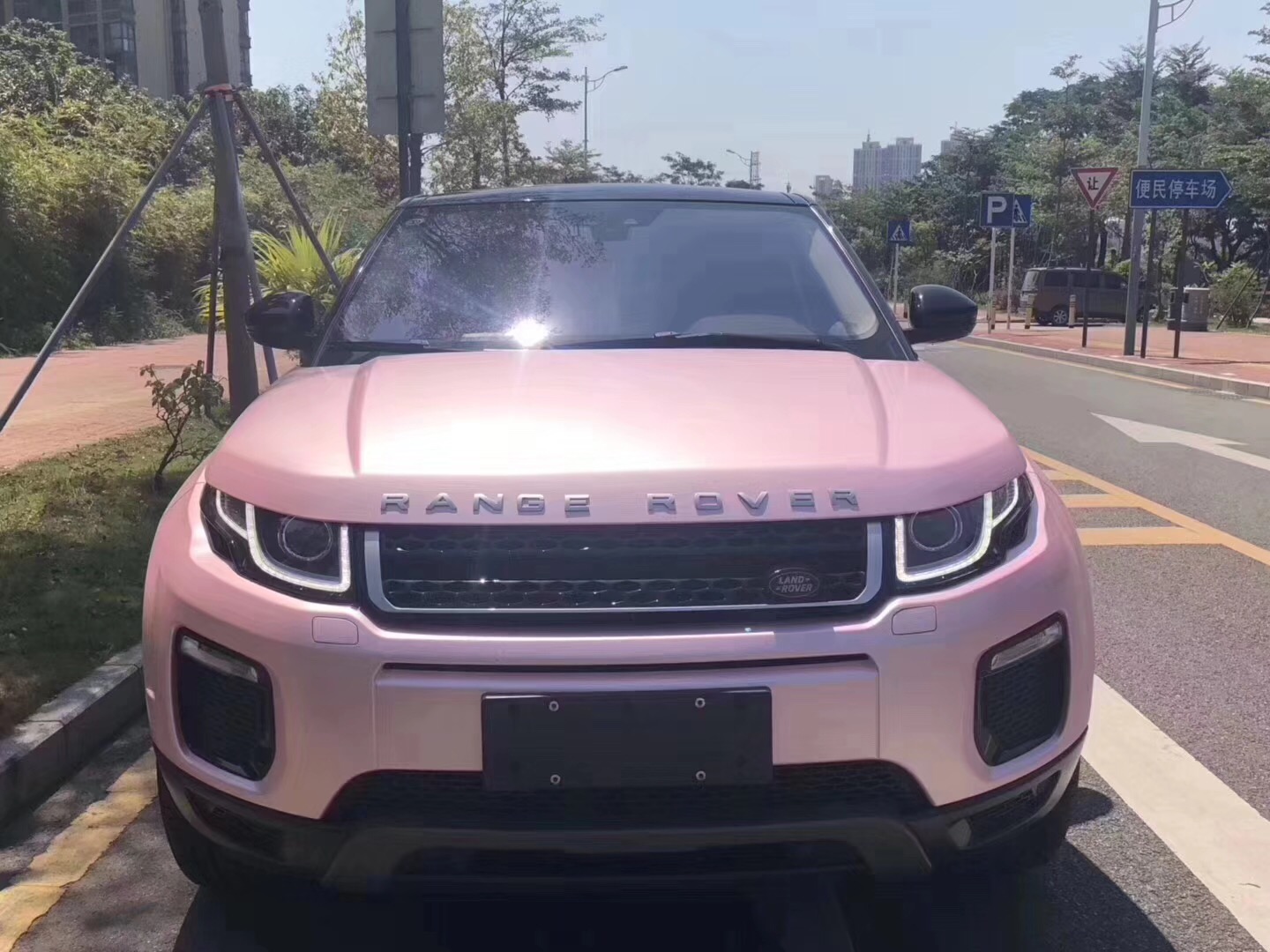 电光樱花粉